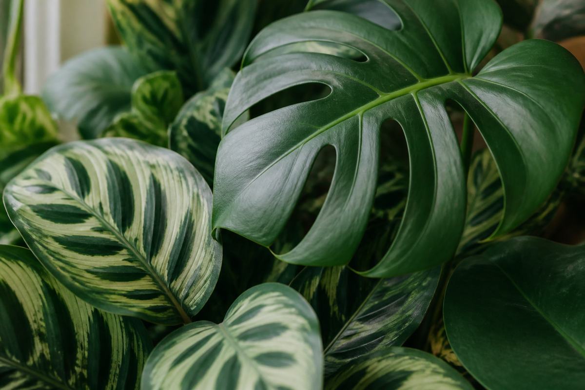 Close view of healthy tropical foliage